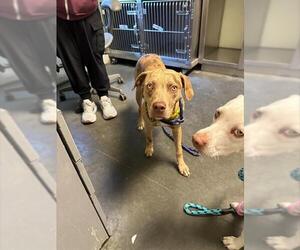 Catahoula Leopard Dog-Unknown Mix Dogs for adoption in Santa Cruz, CA, USA