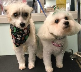 Bichon Frise Dogs for adoption in Alexander, AR, USA