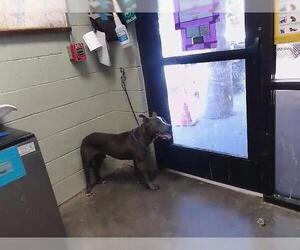Mutt Dogs for adoption in Tulsa, OK, USA