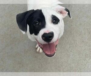 Mastiff-Unknown Mix Dogs for adoption in Tulsa, OK, USA