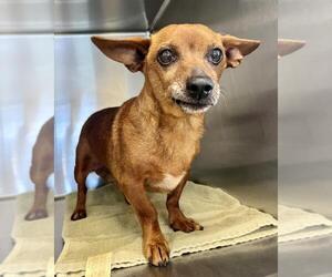 Dachshund-Unknown Mix Dogs for adoption in Salisbury, NC, USA