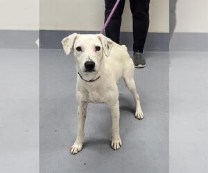 Labrador Retriever-Unknown Mix Dogs for adoption in Louisville, KY, USA