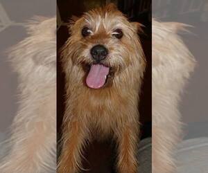Norfolk Terrier Dogs for adoption in Arlington, WA, USA
