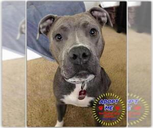 American Staffordshire Terrier-Unknown Mix Dogs for adoption in Queen Creek, AZ, USA