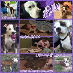 American Pit Bull Terrier Dogs for adoption in Runnemede, NJ, USA