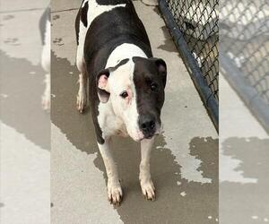 Mutt Dogs for adoption in Tulsa, OK, USA