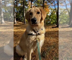 Golden Retriever Dogs for adoption in Dedham, MA, USA