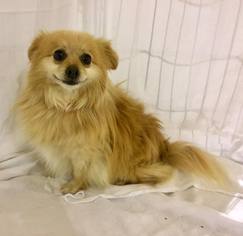 Medium Photo #1 Pomeranian-Unknown Mix Puppy For Sale in Clarkesville, GA, USA