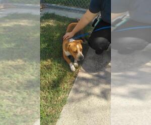American Bulldog-American Staffordshire Terrier Mix Dogs for adoption in Pandora, TX, USA