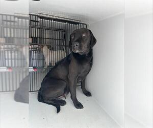 Labrador Retriever Dogs for adoption in Houston, TX, USA