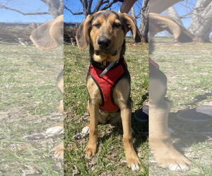 German Shepherd Dog-Unknown Mix Dogs for adoption in Sparta, TN, USA