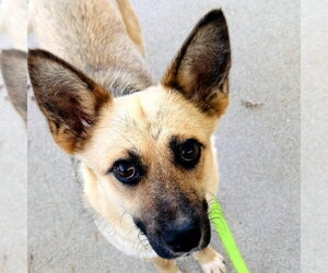 Mutt Dogs for adoption in Elmsford, NY, USA