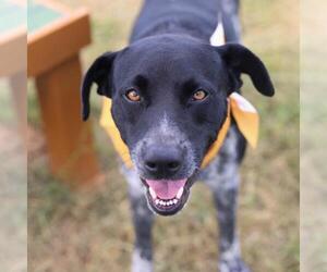 Catahoula Leopard Dog-Unknown Mix Dogs for adoption in San Antonio, TX, USA