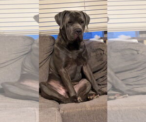 Mutt Dogs for adoption in Goodyear, AZ, USA
