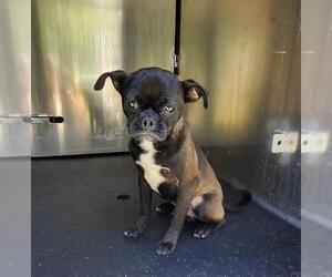 Pug-Unknown Mix Dogs for adoption in San Antonio, TX, USA
