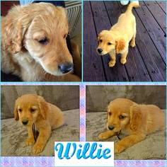 Goldendoodle (Miniature) Dogs for adoption in Little Rock, AR, USA