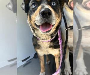 Australian Cattle Dog-Unknown Mix Dogs for adoption in Stockton, CA, USA