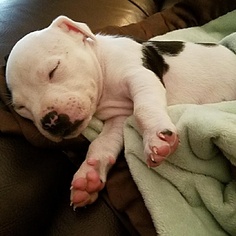 Medium Photo #1 American Pit Bull Terrier Puppy For Sale in Tucson, AZ, USA
