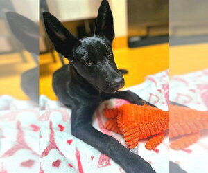 Shepradors Dogs for adoption in Sacramento, CA, USA