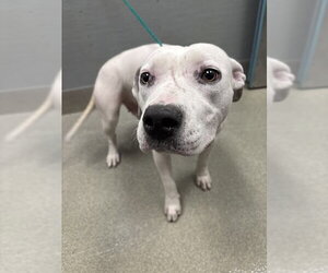 Mutt Dogs for adoption in Las Vegas, NV, USA