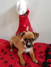 Pug Dogs for adoption in Stockton, CA, USA