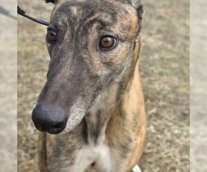 Greyhound Dogs for adoption in Grandville, MI, USA
