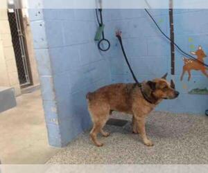 Australian Cattle Dog Dogs for adoption in San Bernardino, CA, USA