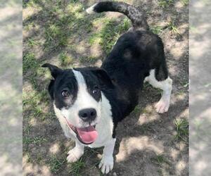 American Pit Bull Terrier-Unknown Mix Dogs for adoption in Conroe, TX, USA