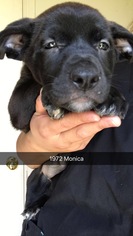 Labrador Retriever Dogs for adoption in Chico, CA, USA