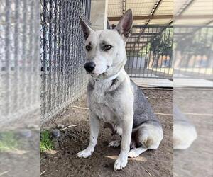 German Shepherd Dog Dogs for adoption in Riverside, CA, USA