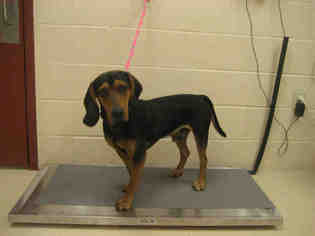 English Coonhound Dogs for adoption in Center Township, PA, USA