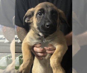 Mutt Dogs for adoption in Holly Springs, NC, USA