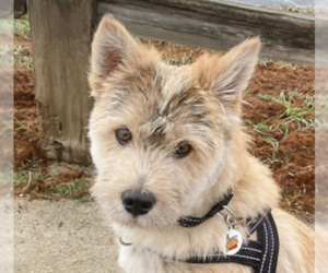 Mutt Dogs for adoption in San Ramon, CA, USA