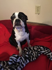 Boston Terrier Dogs for adoption in Tampa, FL, USA