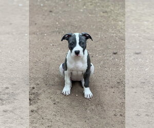 American Pit Bull Terrier-Unknown Mix Dogs for adoption in Chandler, AZ, USA