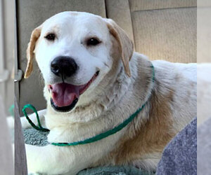 Basset Hound-Labrador Retriever Mix Dogs for adoption in Dripping Springs, TX, USA