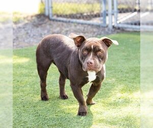 American French Bull Terrier Dogs for adoption in Camarillo, CA, USA