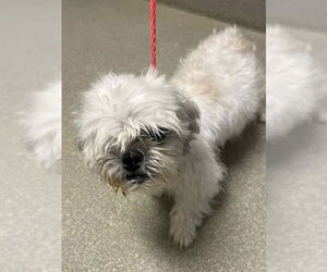 Shih Tzu-Unknown Mix Dogs for adoption in Las Vegas, NV, USA
