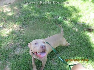 American Staffordshire Terrier Dogs for adoption in Conroe, TX, USA