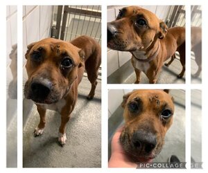 American Staffordshire Terrier-Unknown Mix Dogs for adoption in San Antonio, TX, USA