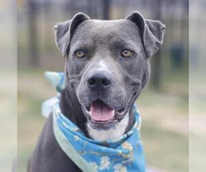 American Staffordshire Terrier Dogs for adoption in San Antonio, TX, USA