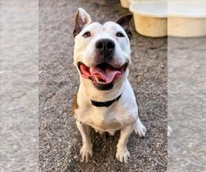 American Pit Bull Terrier Dogs for adoption in Woodland, CA, USA