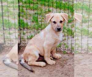 Australian Shepherd-German Shepherd Dog Mix Dogs for adoption in Scottsboro, AL, USA
