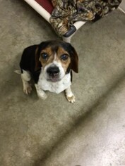 Beagle Dogs for adoption in Newport, KY, USA