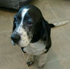 Basset Hound Dogs for adoption in Centreville, VA, USA