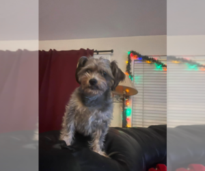 Poodle (Miniature)-Unknown Mix Dogs for adoption in Chandler, AZ, USA