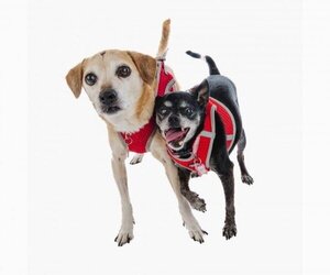 Beagle Dogs for adoption in San Francisco, CA, USA
