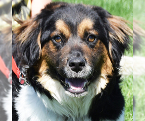 Collie Dogs for adoption in Huntley, IL, USA