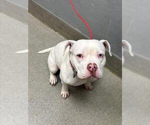 American Pit Bull Terrier-Unknown Mix Dogs for adoption in Las Vegas, NV, USA