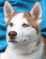 Siberian Husky Dogs for adoption in Cuba, NY, USA